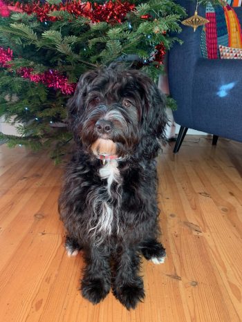 howl-Christmas